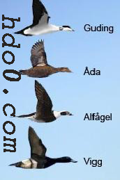 ���� ��� ����